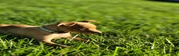 Miniature Pinscher dogs for sale: Miniature Pinscher 3 - Ad 1