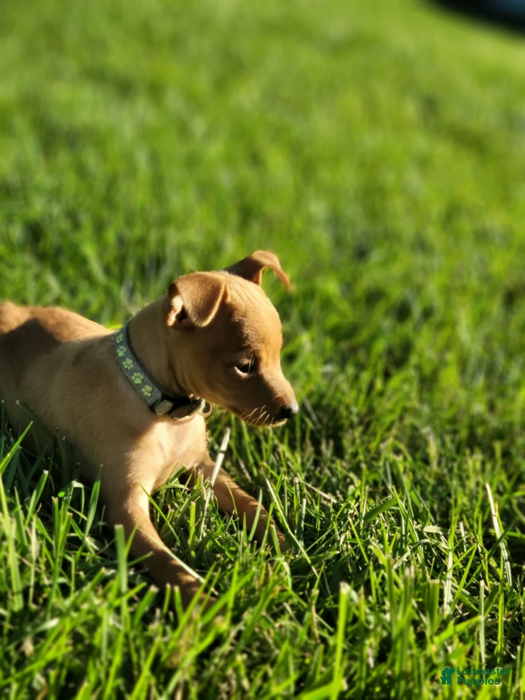 Miniature Pinscher dogs for sale: Miniature Pinscher 3 - Ad 1