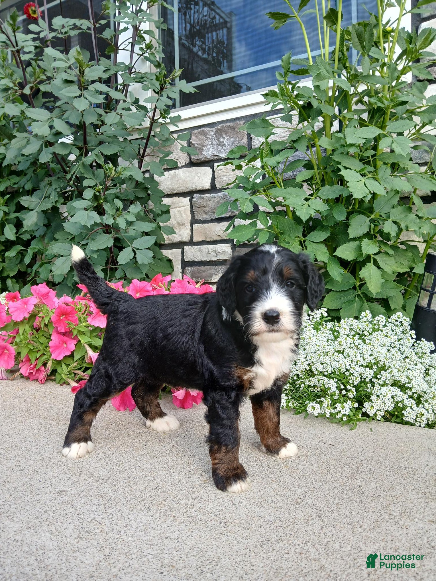 Bernedoodle dogs Luna - Ad 1