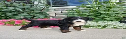 Bernedoodle dogs for sale: Luna - Ad 1