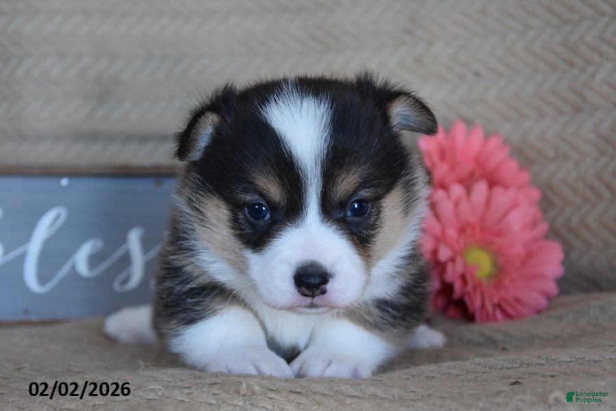 Welsh Corgi Pembroke dogs Ryan - Ad 21
