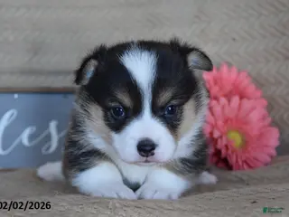 Welsh Corgi Pembroke dogs Ryan - Ad 21