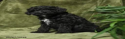 Miniature Poodle dogs for sale: Crandel - Ad 1