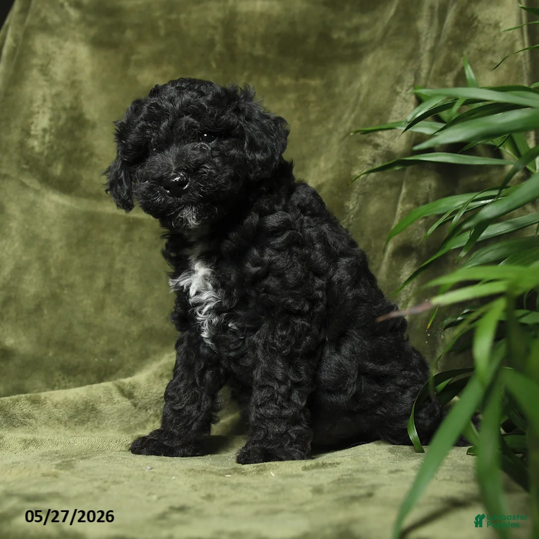 Miniature Poodle dogs for sale: Crandel - Ad 1