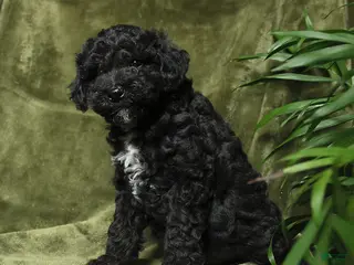 Miniature Poodle dogs for sale: Crandel - Ad 3