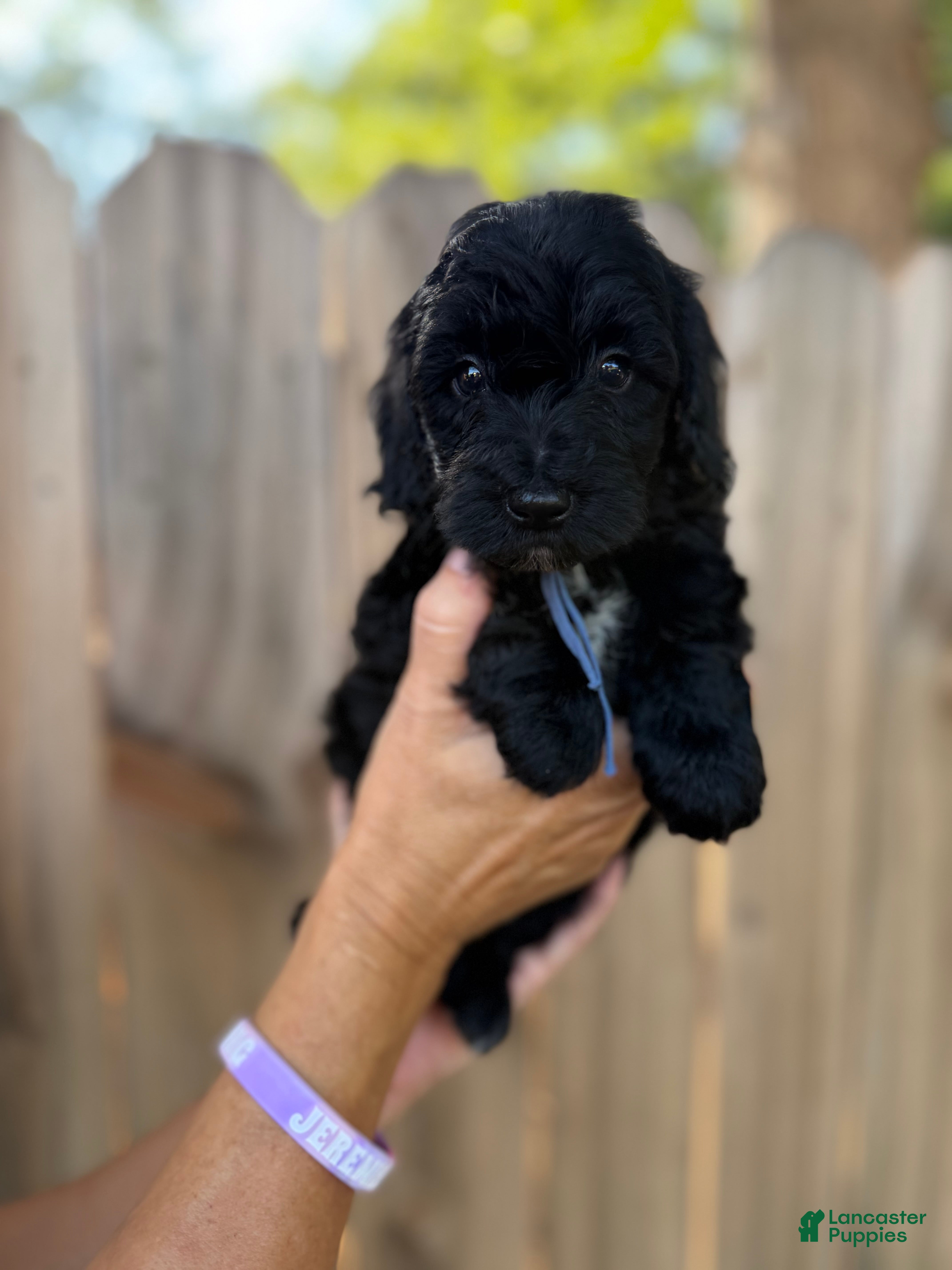 Mixed Breed dogs Mixed Breed 2 - Ad 9