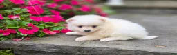 Pomeranian dogs for sale: Stella- Cream - Ad 1