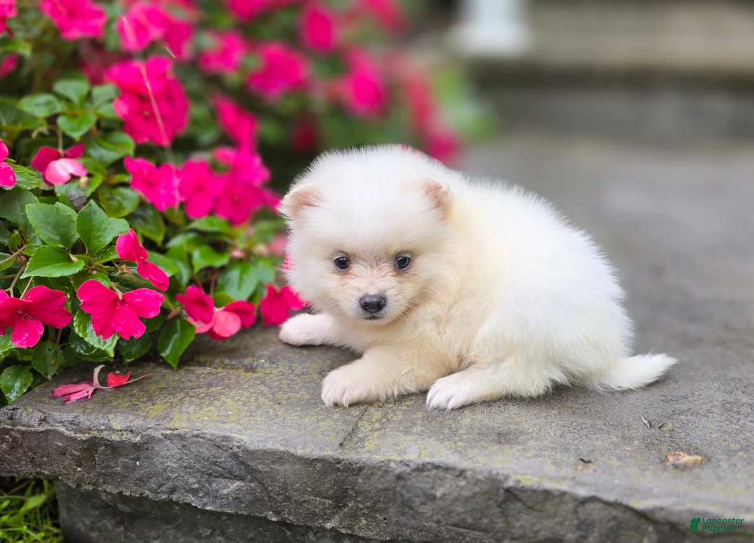 Pomeranian dogs for sale: Stella- Cream - Ad 1