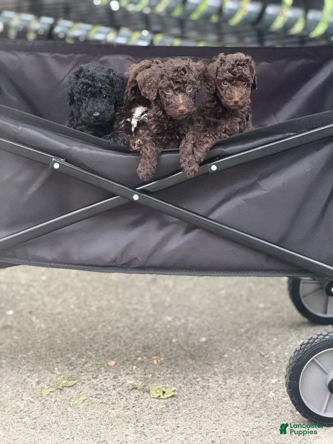 Mixed Breed dogs for sale: Mixed Breed 2 - Ad 2
