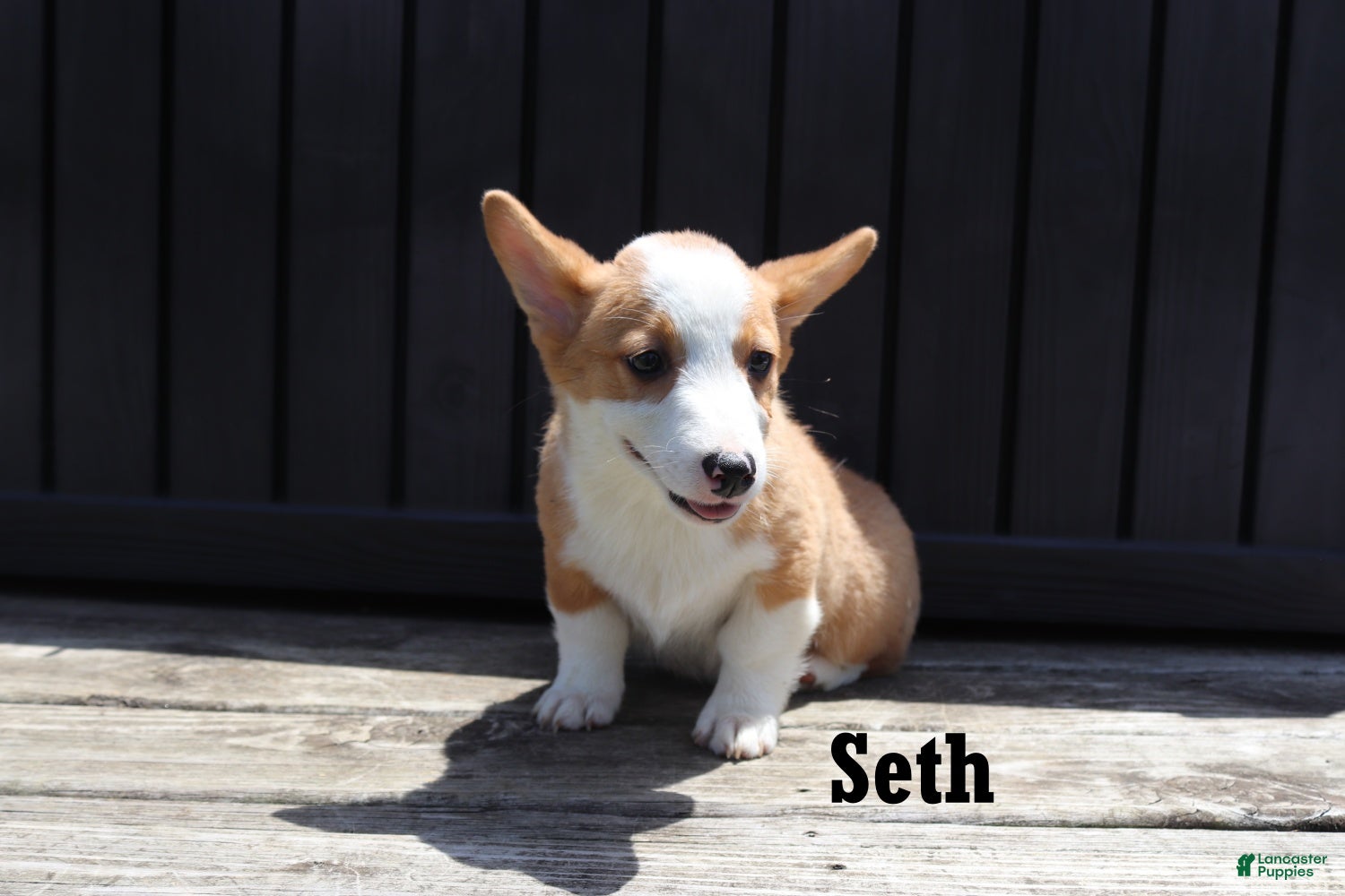 Welsh Corgi Pembroke dogs Seth - Ad 2