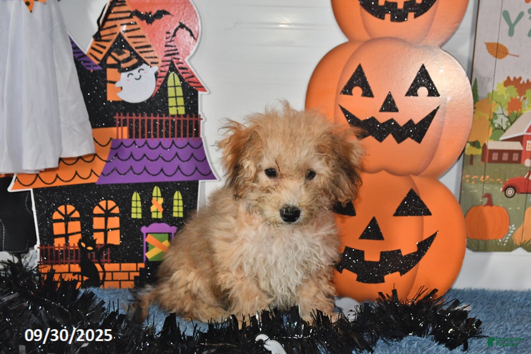 Bichpoo dogs for sale: Buster Brown - Ad 13