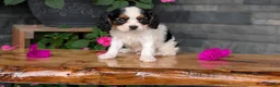 Cavalier King Charles Spaniel dogs for sale: Raya - Ad 6