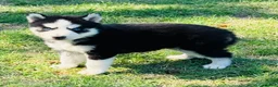 Siberian Husky dogs for sale: Maci - Ad 13