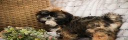 Shih Tzu dogs for sale: Shep - Ad 7