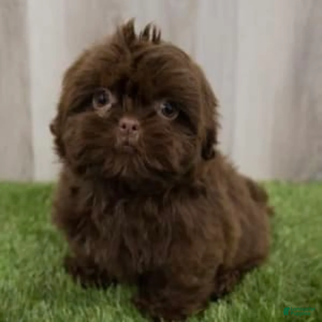 Gallery Image {{count}}