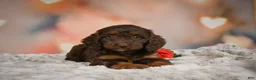 Cockapoo dogs for sale: Sadie - Ad 11