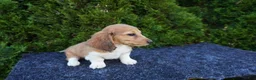Miniature Dachshund dogs for sale: Benny - Ad 2