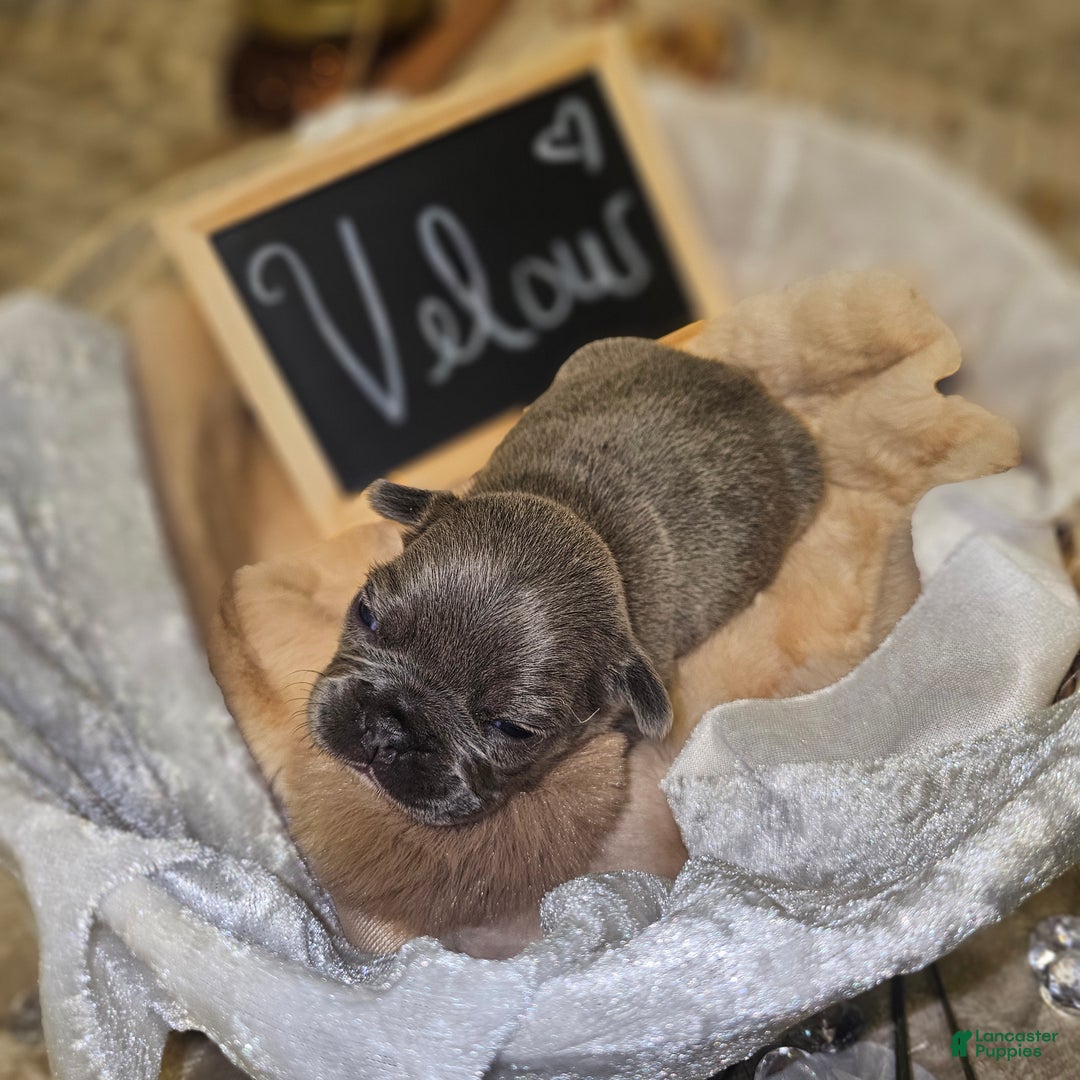 French Bulldog dogs for sale: Velour AKC Fluffy Carrier  - Ad 18