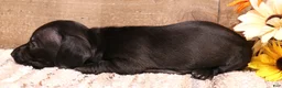 Miniature Dachshund dogs for sale: Buffy smoothcoat female - Ad 3