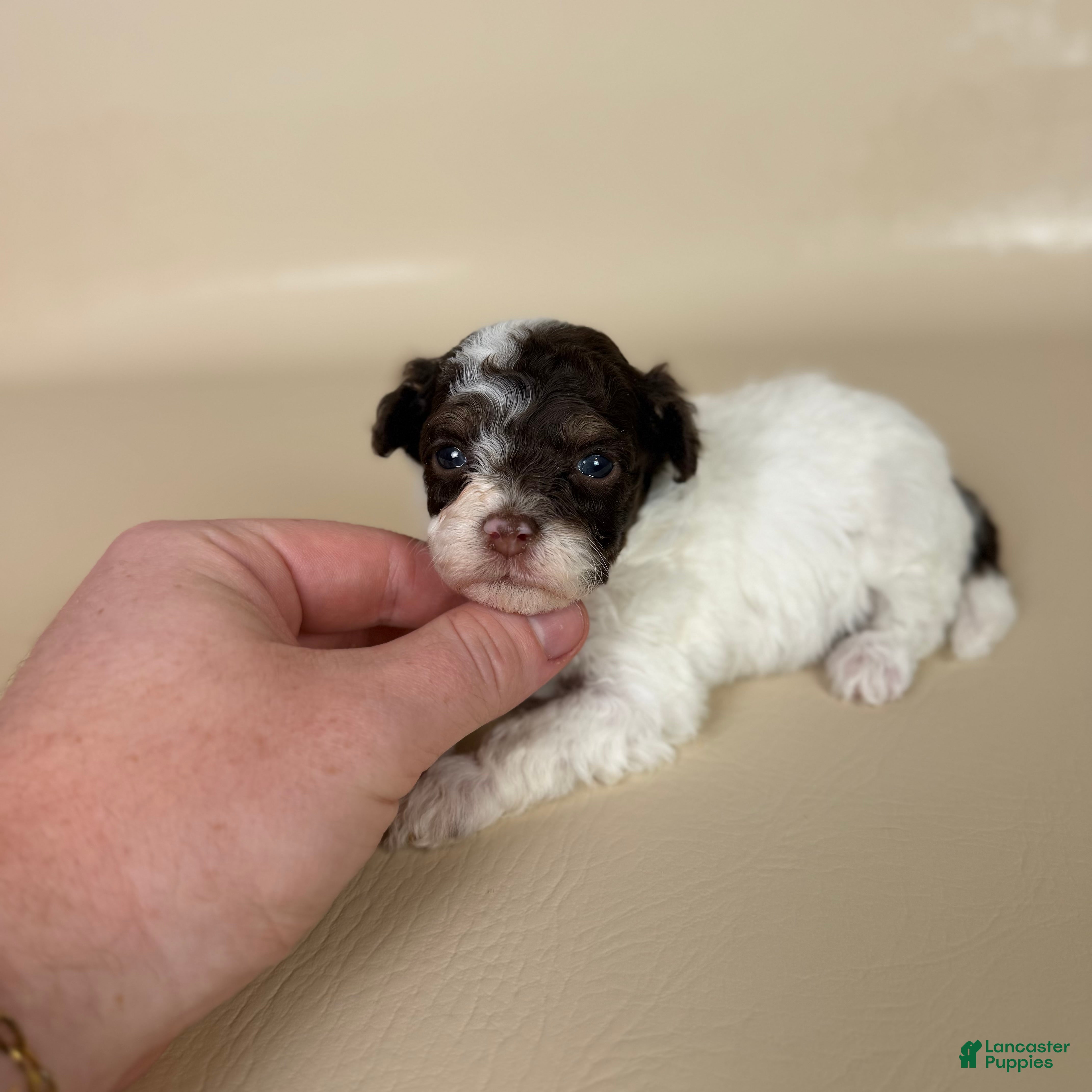 Maltipoo dogs Banks  - Ad 2
