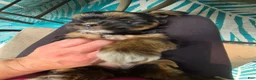 Mixed Breed dogs for sale: Mixed Breed 2 - Ad 5