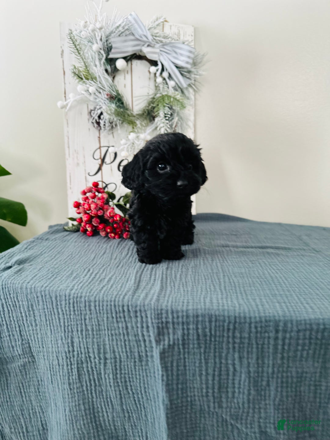 Mixed Breed dogs for sale: Star - Ad 8