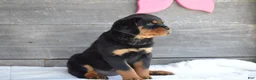 Rottweiler dogs for sale: Paige - Ad 4