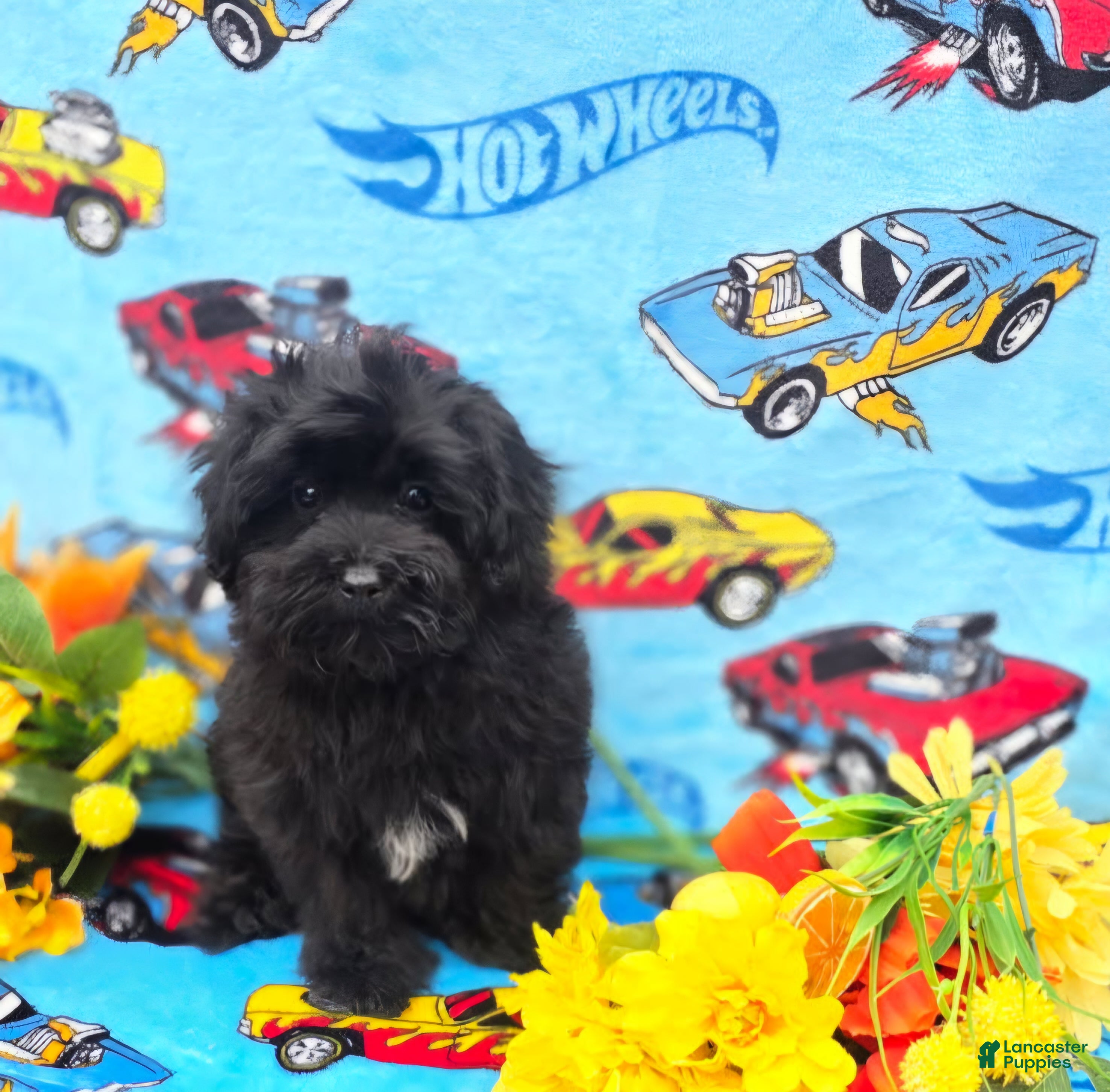 Maltipoo dogs Kaymoi - Ad 1