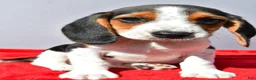 Beagle dogs for sale: Dakota - Ad 6