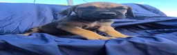 Great Dane dogs for sale: JillyBean - Ad 1