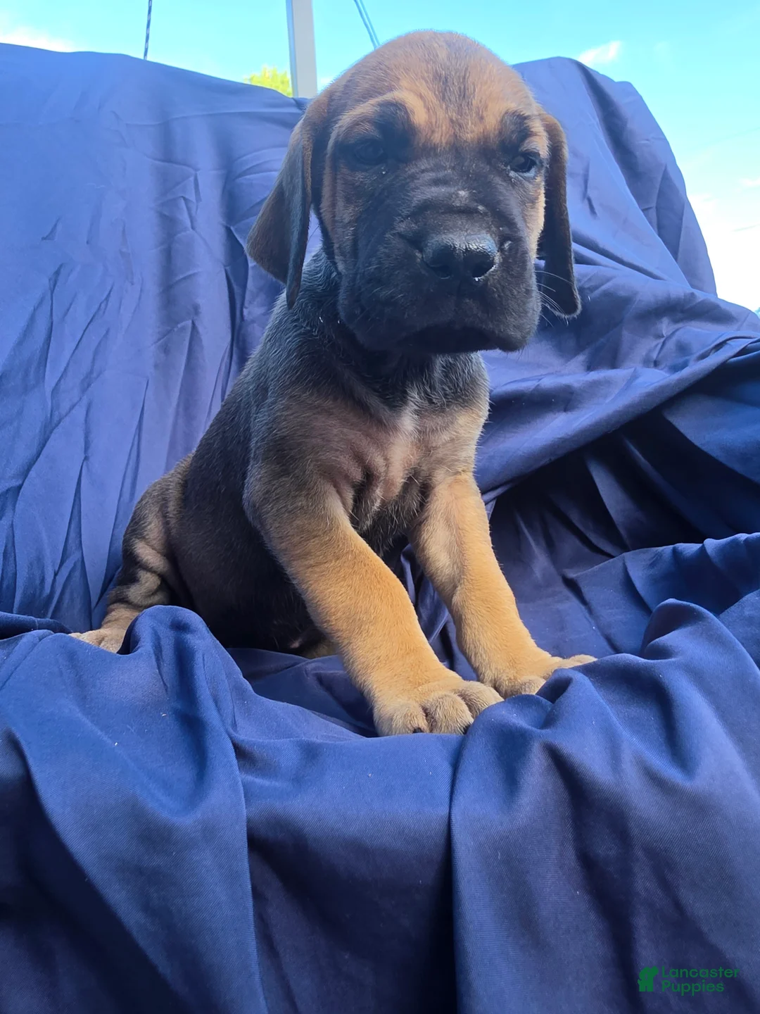 Great Dane dogs for sale: JillyBean - Ad 1