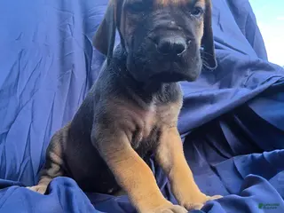 Great Dane dogs JillyBean - Ad 28