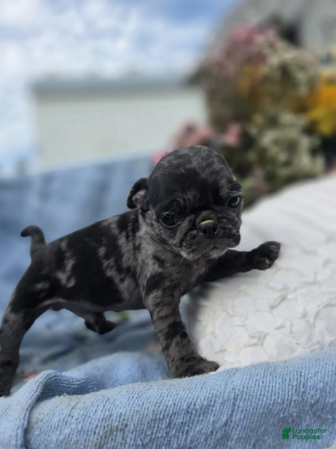 Pug dogs for sale: Pug Puppy 1 - Ad 2
