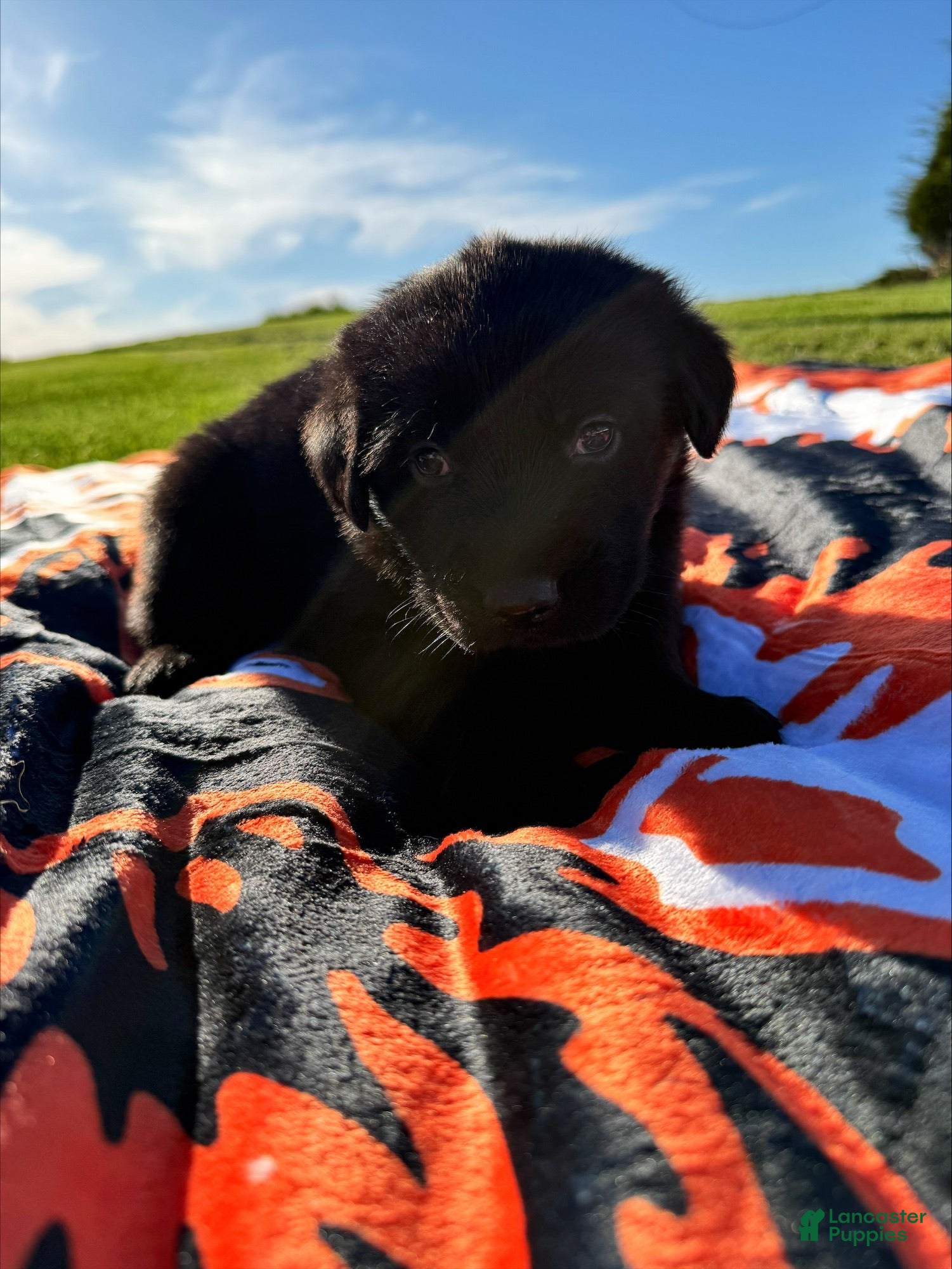 Sheprador dogs Hopper - Ad 4