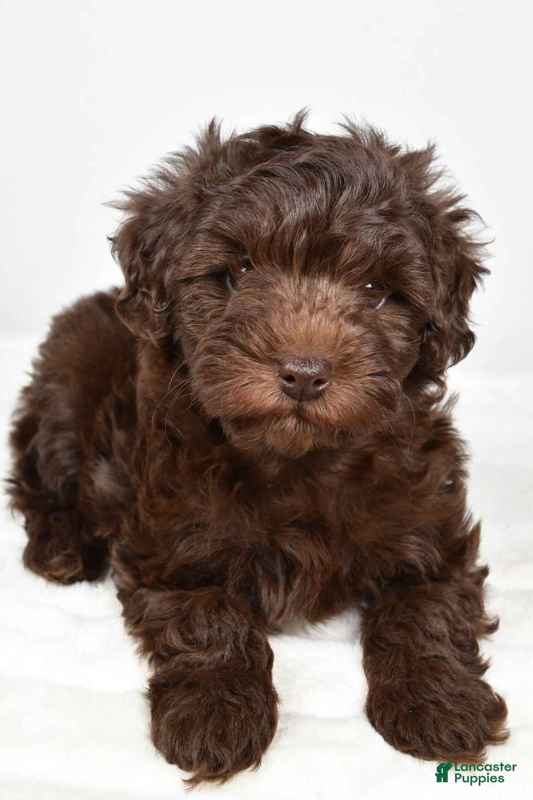 Mixed Breed dogs for sale: Holly - Ad 7