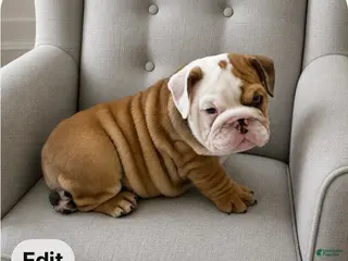 English Bulldog dogs for sale: Blue eyed Bobby - Ad 2