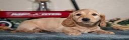 Miniature Dachshund dogs for sale: Ellis - Ad 2