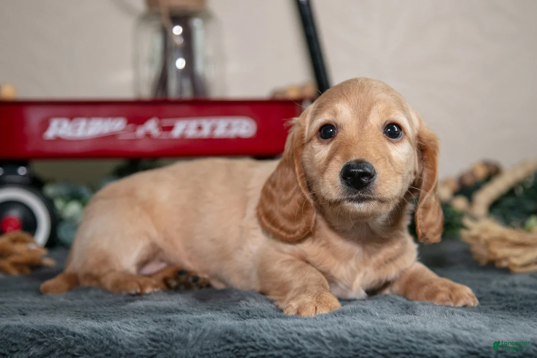 Miniature Dachshund dogs for sale: Ellis - Ad 2