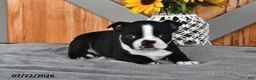 Boston Terrier dogs for sale: Twilight - Ad 4