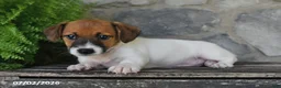 Jack Russell Terrier dogs for sale: Macy - Ad 5