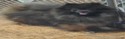 Pomeranian dogs for sale: Akc dolly  - Ad 4