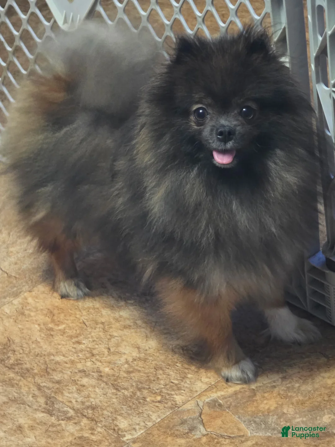 Pomeranian dogs for sale: Akc dolly  - Ad 4