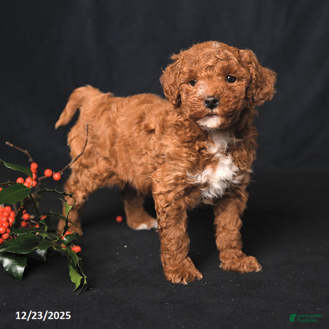 Toy Poodle dogs for sale: Logan - Ad 1