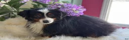 Toy Australian Shepherd dogs for sale: Tiny - Ad 15