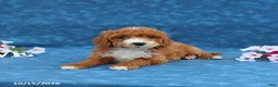 Mini Goldendoodle dogs for sale: Pearl - Ad 3