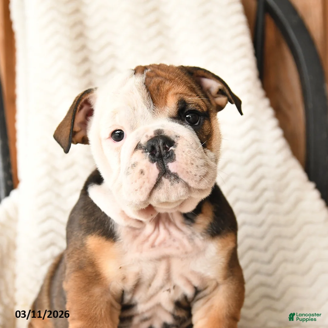 English Bulldog dogs for sale: Quinton - Ad 2