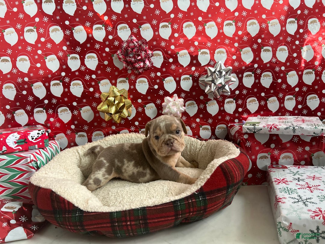 English Bulldog dogs for sale: Forest - Ad 4