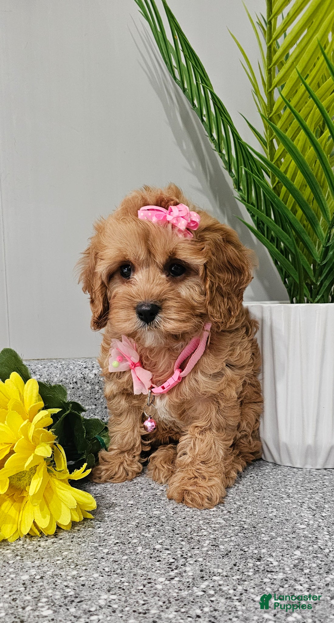 Cavapoo dogs Dottie  - Ad 2