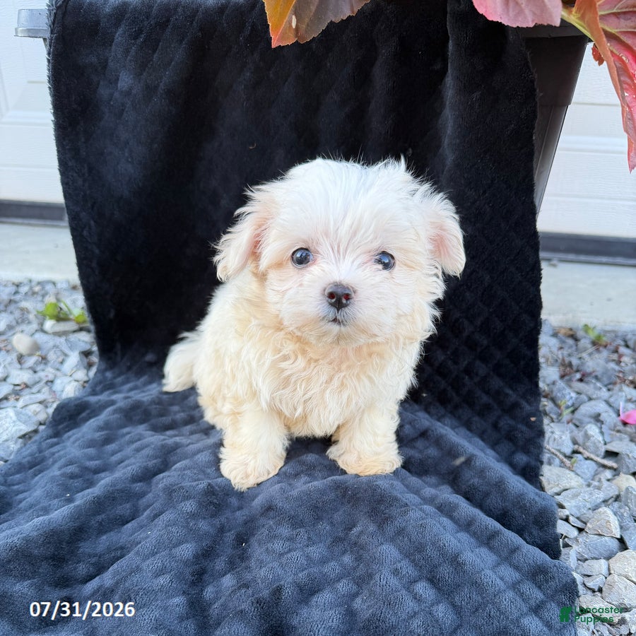 Maltese dogs Abigail - Ad 1