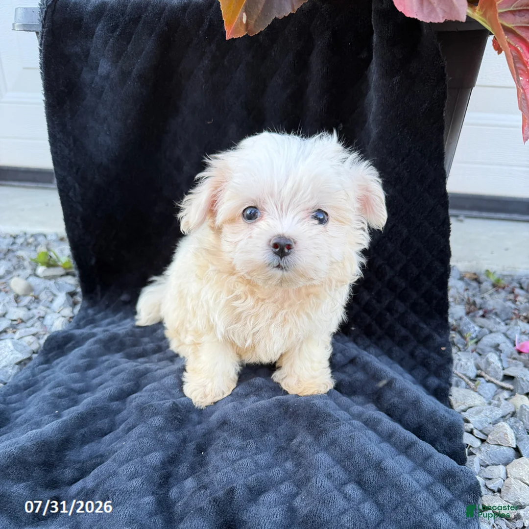 Maltese dogs for sale: Abigail - Ad 1